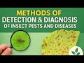 Easy Guide to Detection &amp; Diagnosis of Pests &amp; Diseases | BSc Agri 3rd Sem IPDM #bscagriculture