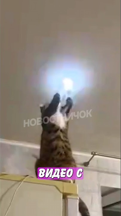 😆 Кот-электрик покорил интернет! | Новостничок - YouTube