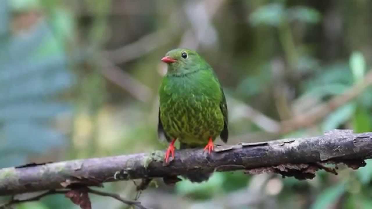 Green-and-black Fruiteater - female