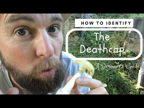 Hoe te identificeren De Deathcap: A Beginner's Guide