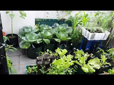 Video: Kebun Sayur Balkon - Menanam Kebun Sayur Di Balkon