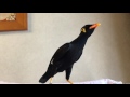 すがちゃん:まだまだ練習中