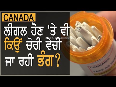 Legal medical cannabis licences Abused in Ontario || News Now || TV Punjab