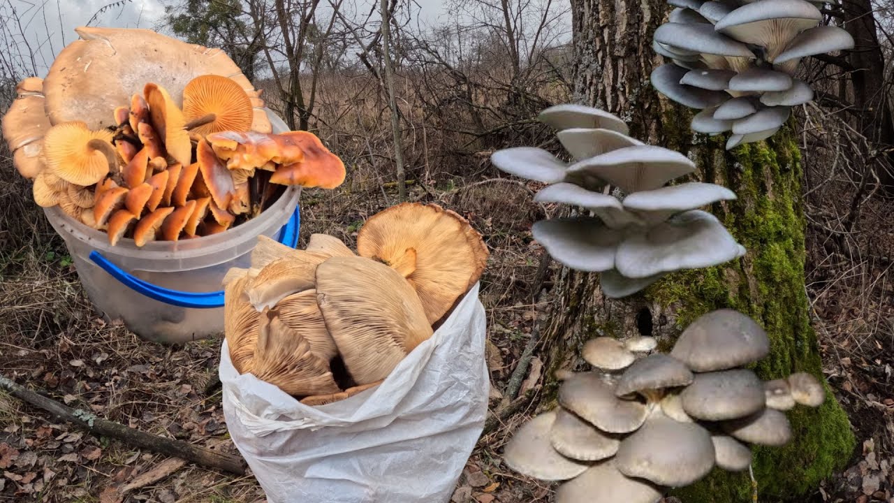 Гриби ГЛИВИ, їх тут СОТНІ🔥Зима дивує❄️Збір грибів у грудні