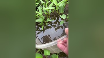 Cá dưới lớp bùn