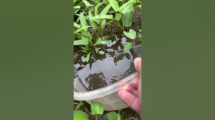 Cá dưới lớp bùn