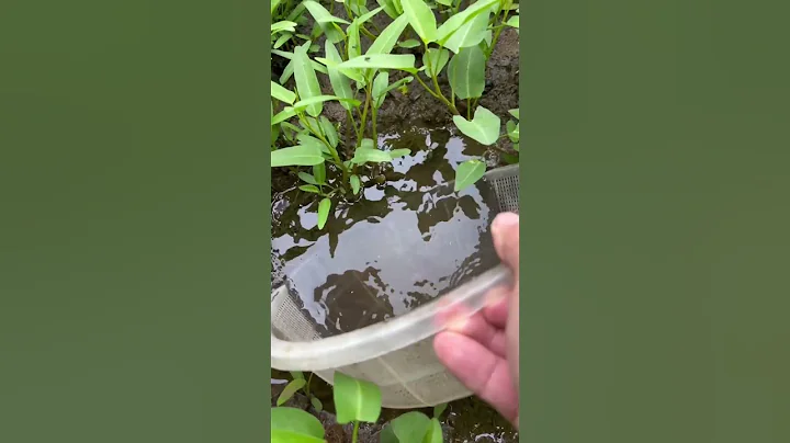 Cá dưới lớp bùn