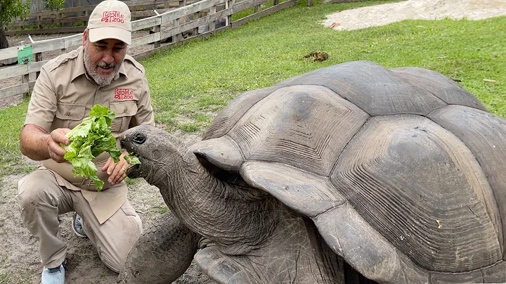 104 YEAR OLD TORTOISE 🐢 - DayDayNews