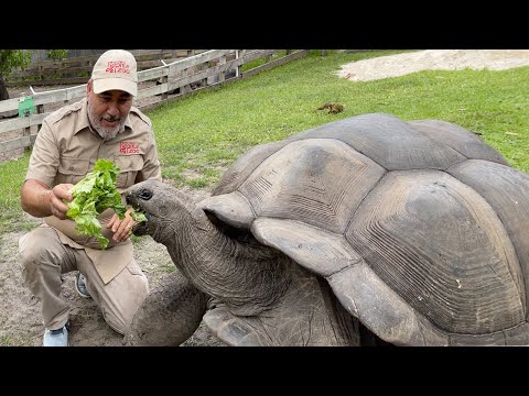 Vídeo: Les tortugues babau viuen en grups?