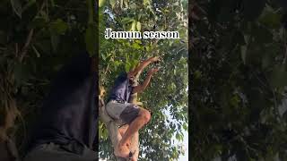 #jamun #season #hardworking #boy #chill #fun