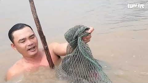 Video Đạp hang bắt cá Ngát 8kg trên sông Cửa Tiểu   Tuổi Trẻ Online