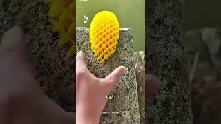 🐛 Этот жёлтый жучок не хочет уходить… Ему нужен ЛАЙК! 😂👍 🐛 Этот жёлтый жучок не хочет уходить… Ему нужен ЛАЙК! 😂👍