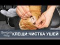 УШНЫЕ КЛЕЩИ: как почистить уши коту? 😻