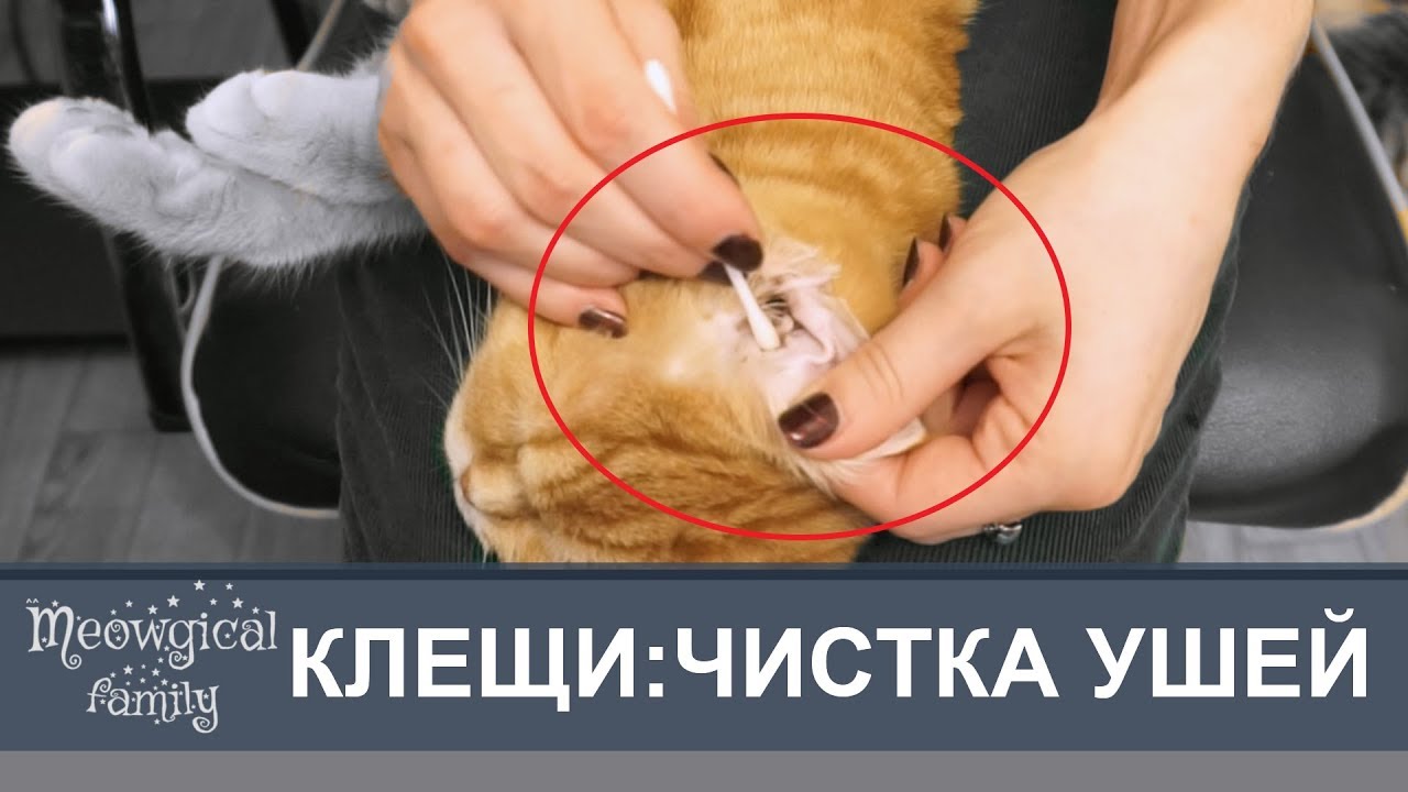 RU: EAR MITES: hot to clean cats ears? - YouTube