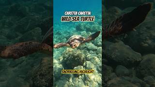 ANCIENT Reptile Caretta Caretta Sea Turtle Underwater | Kefalonia Island, Greece #seaturtles #greece