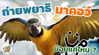 BG HOUSE EP.8 พานกมาคอว์มาถ่ายพยาธิ Anthelmintic Macaw