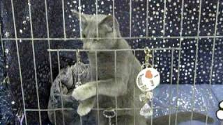 Russian Blue at Cat Show by Silver Cross Fox 2,739 views 14 years ago 28 seconds