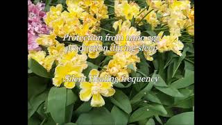 Protection from nano egg production during sleep Silent Healing Frequency