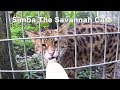 Nom Nom Savannah Cat