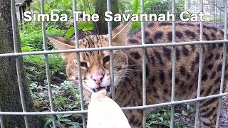 Nom Nom Savannah Cat