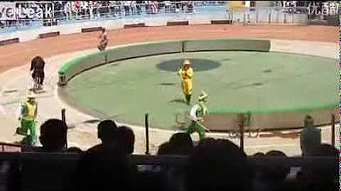 Bear Savages Monkey at Shanghai Wild Animal Park After Bicycle Race Crash