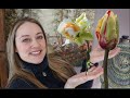 Tulips vs. Daffodils : Investment & Profit : Flower Hill Farm