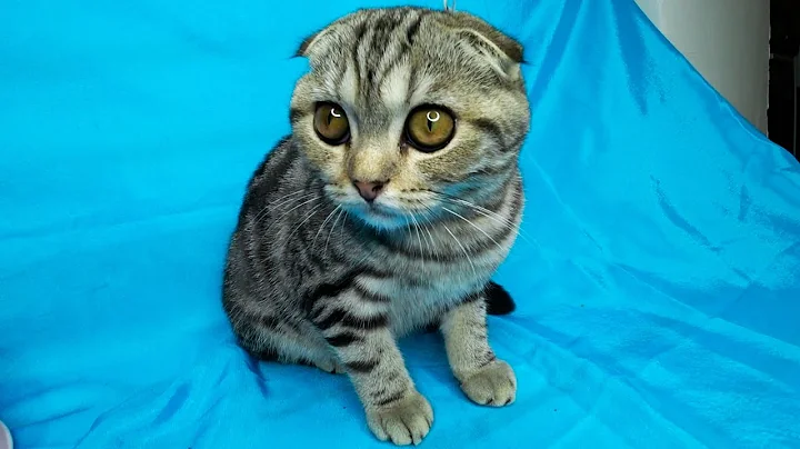 Video 11788311: cute scottish fold kitten, kitten gently, kitten steals, kitten washing, kitten playing