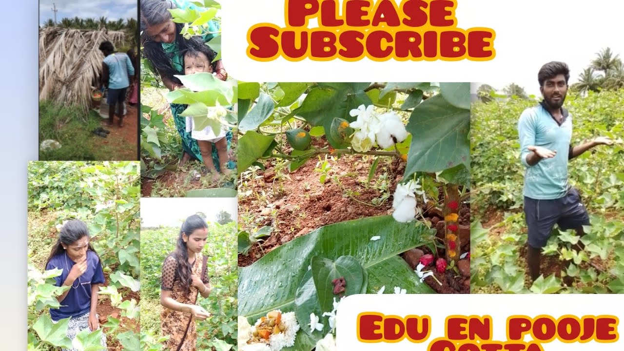 Please subscribe #cottoncultivation #naturalfarming #farming #cotton pooja celebrations