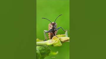 GRASSHOPPER🦗🪲 PHOTOGRAPHY II  MACRO 💯 PHOTOGRAPHY II #photography #ytshort #bts #btsvideo