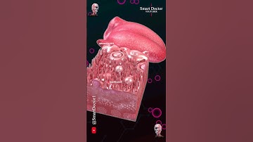 The Human Tongue and its Papillae | Anatomy👅