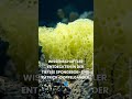 Echter SpongeBob Und Patrick Entdeckt