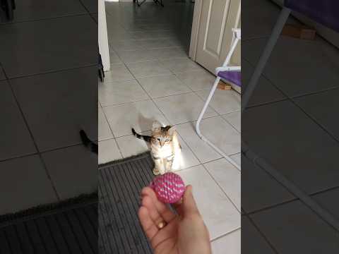 Как я дрессирую турецкую кошку. #турция #турецкаякошка #какдрессировать #дрессировка #котопес #кошка
