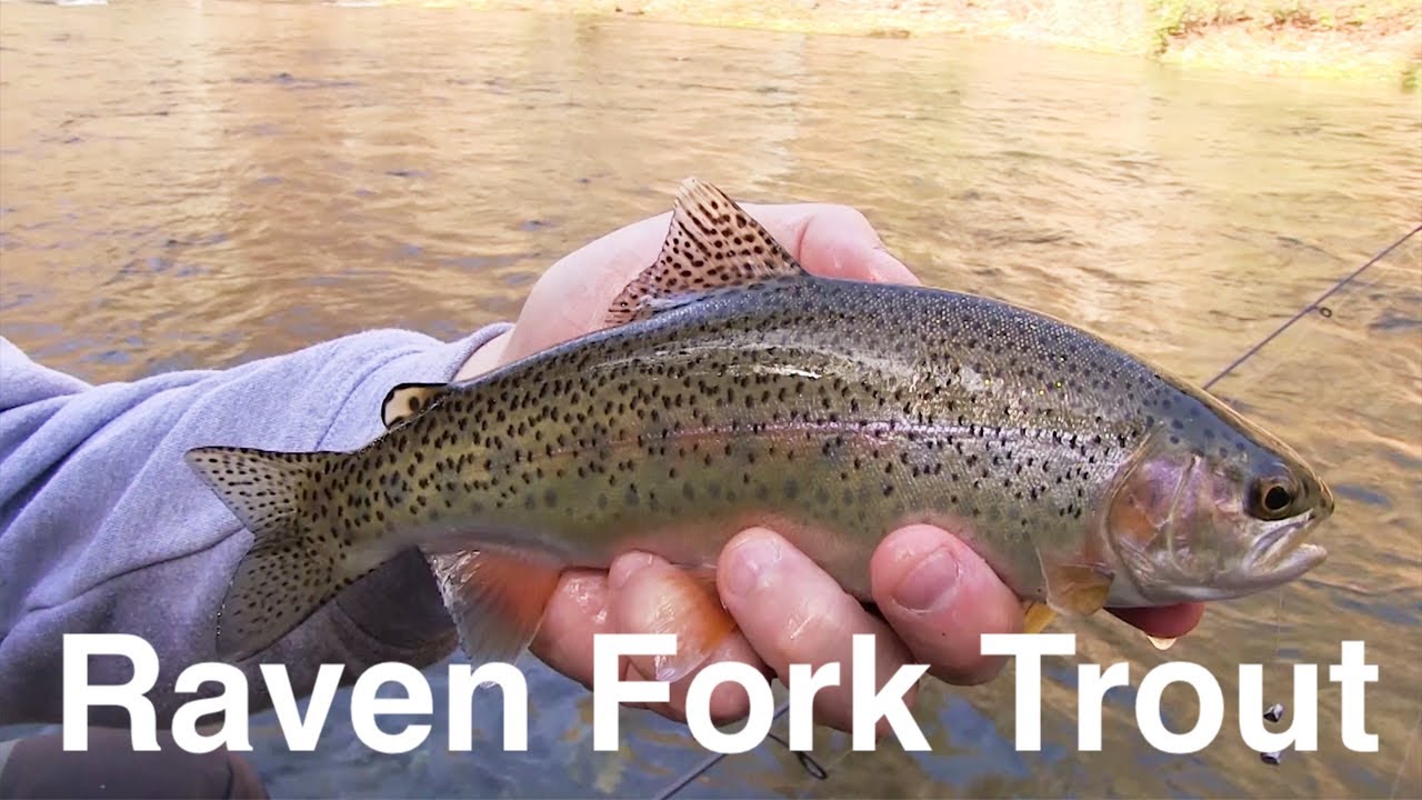 Trout Fishing Cherokee's Raven Fork YouTube