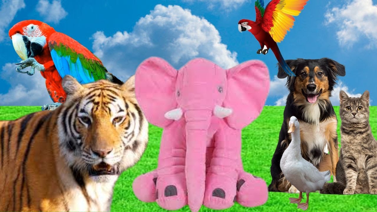 Wild animals sound videos_Animals videos _Animal Earth - YouTube