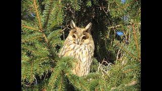 Long-eared Owls - Ransuilen  -  Will Schep.