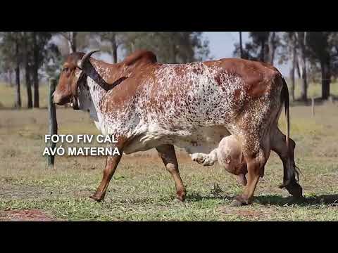 LOTE 32 – 5888CK TESSI FIV CAL