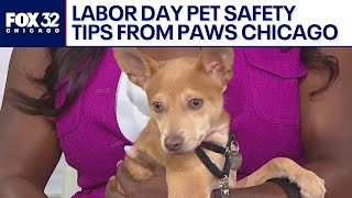 PAWS Chicago shares Labor Day pet safety tips and adoption news