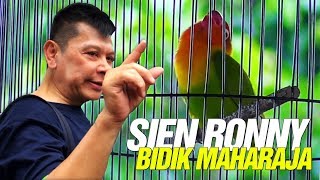 Sien Ronny Bidik MAHARAJA? Bandingkan Kualitas LOVEBIRD KONSLET Milik Ari Saputro
