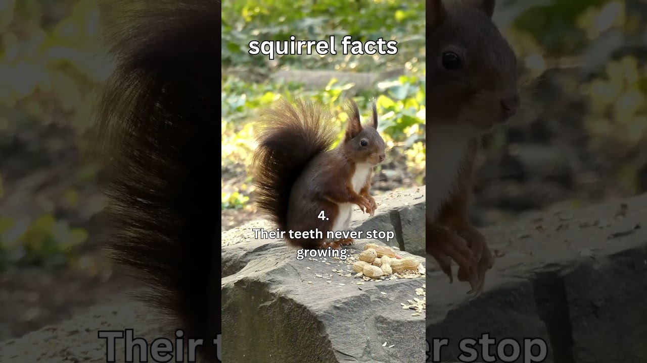 squirrel facts! 