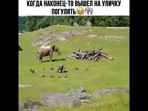 Слон на машине