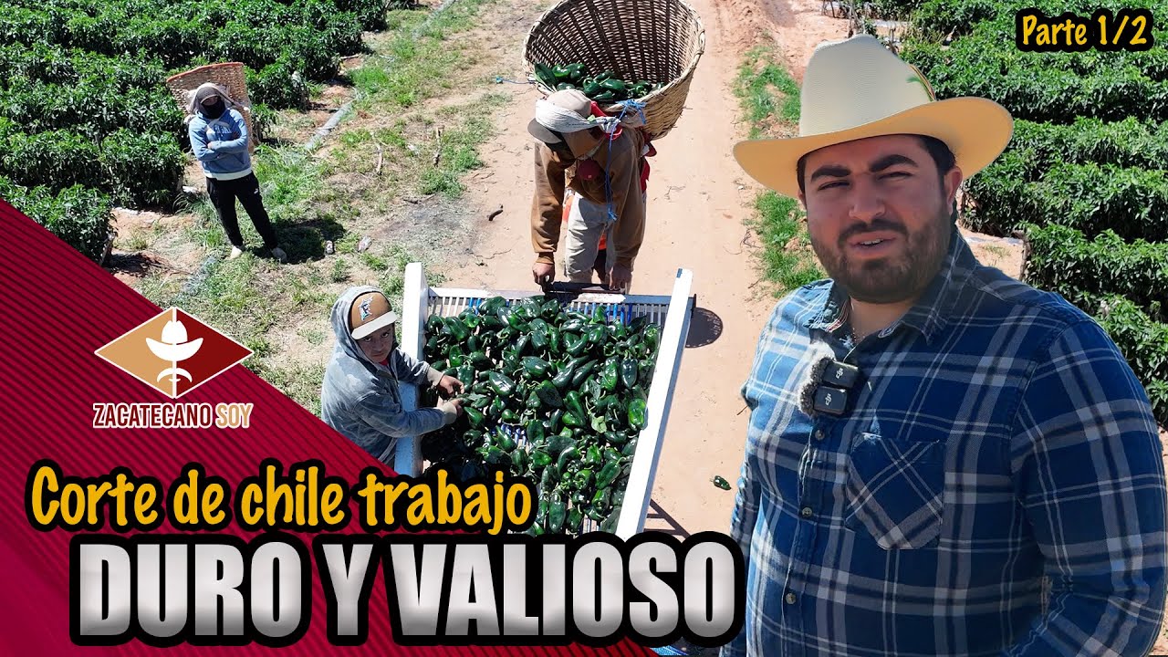 AQUÍ EMPEZÓ EL ZACATECANO de agricultor