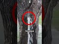 Not Edited! This Tree Is Spraying Water Powerfully - Here’s the Explanation 🌳