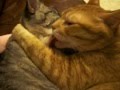 いちゃつきすぎる猫