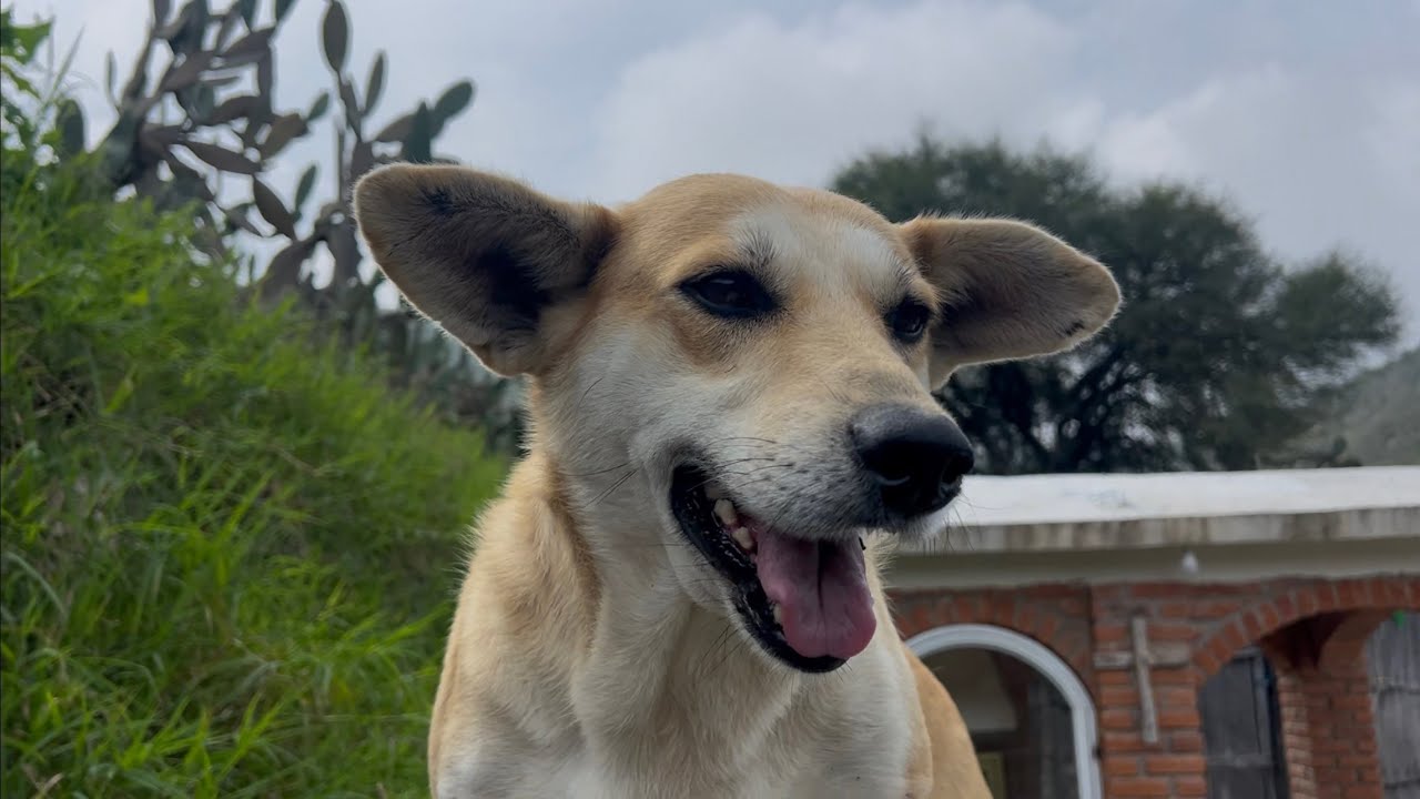 Regresamos a mi comunidad Rural El Rucio Xichu Gto 