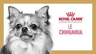 Royal Canin - Nutrition pour Chihuahua