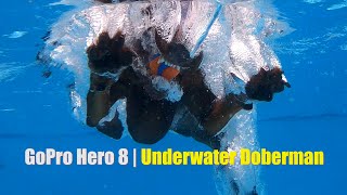 GoPro Hero 8 | Underwater Doberman by David Windmueller 128 views 3 years ago 11 minutes, 8 seconds