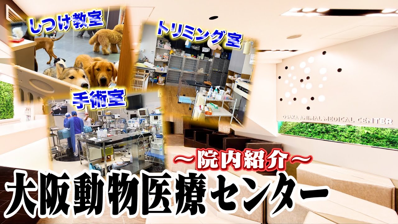 日本最大級 Wolves Hand動物病院グループのtop 大阪動物医療センター 病院紹介です Youtube