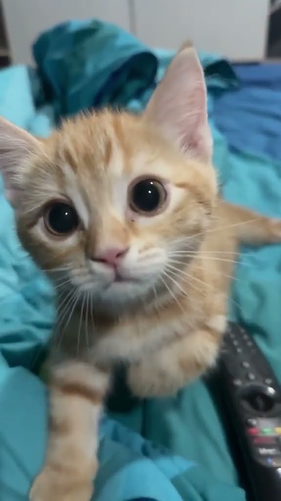 C magnifique vidéo chat nature