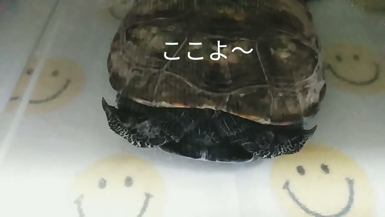 ふくちゃんの首どこ〜?