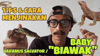 INI DIA TIPS & CARA MENJINAKAN BABY BIAWAK (VARANUS SALVATOR) YANG MASIH GALAK !!! 